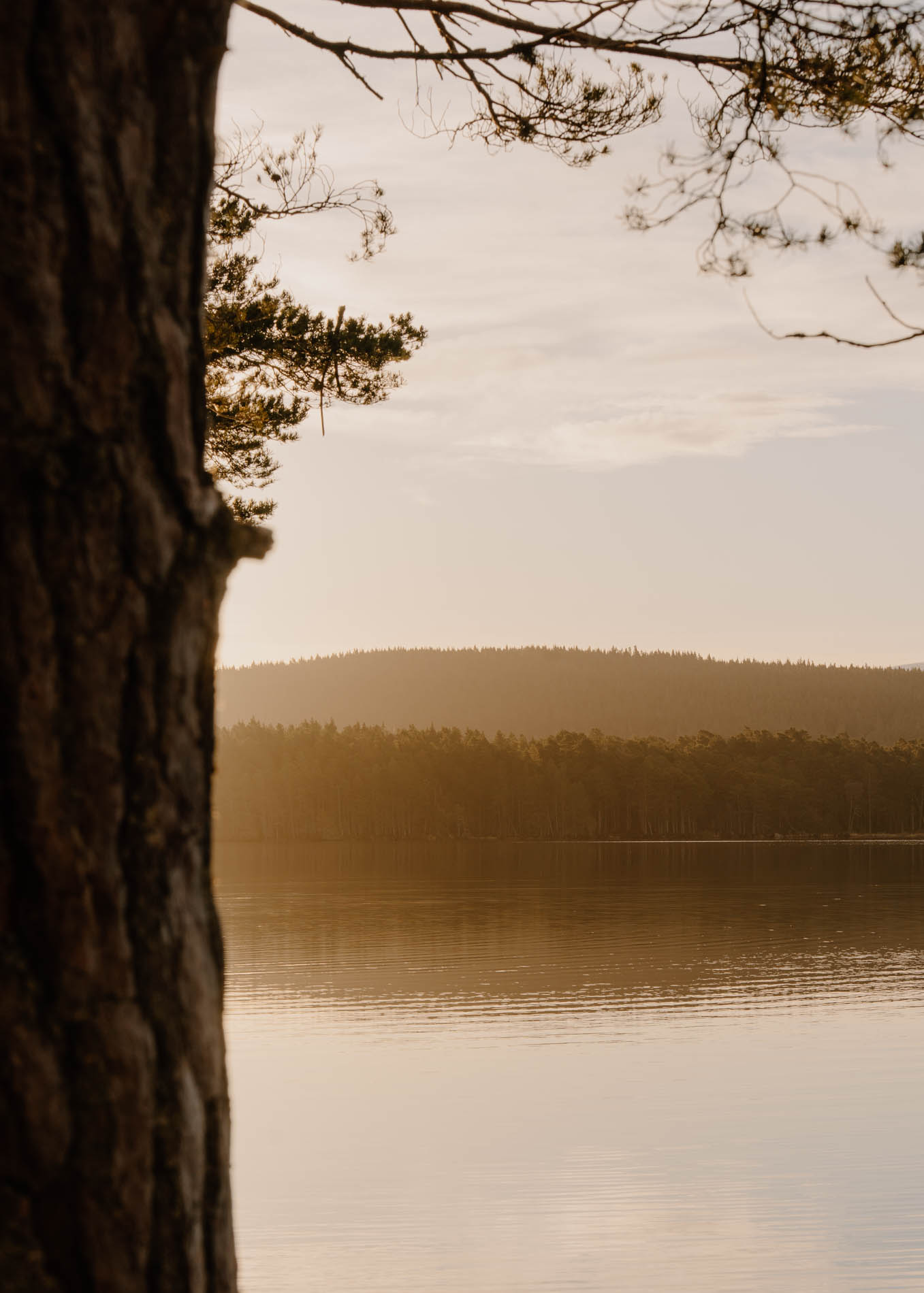 Loch Garten Nature Reserve