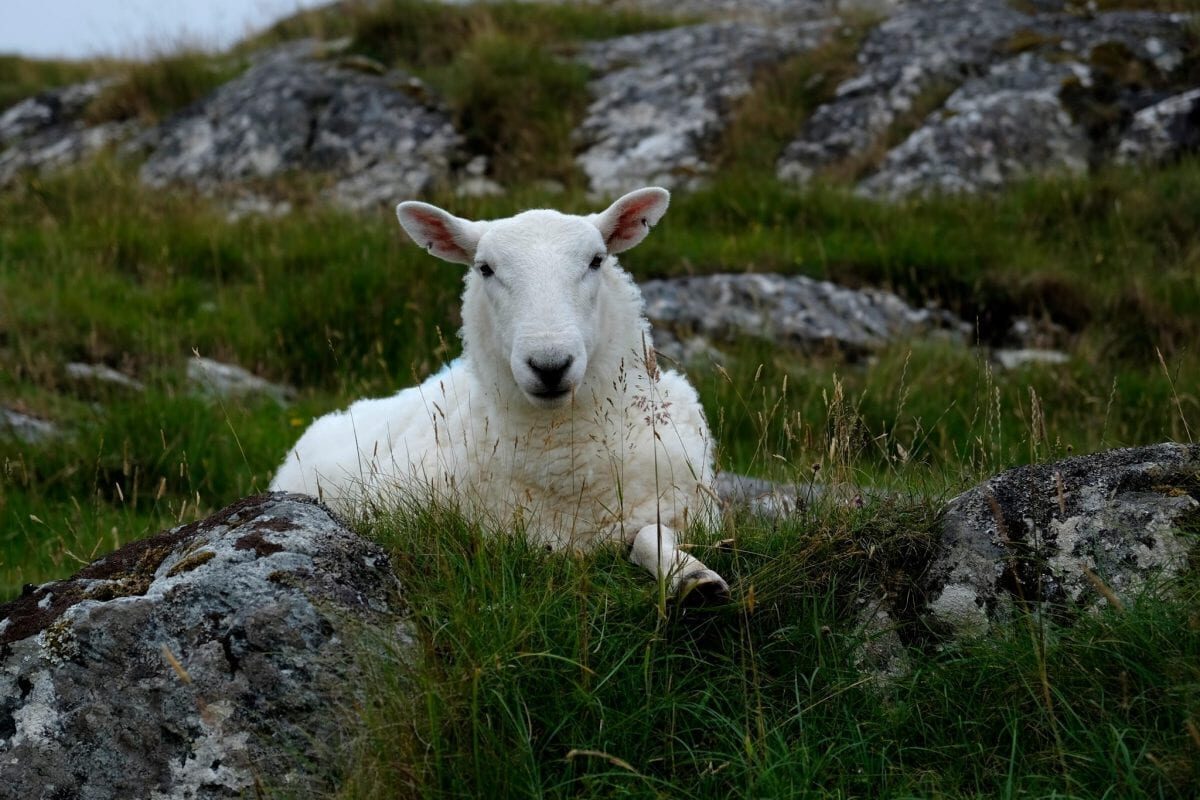 White sheep resting among lichen-covered rocks and grass