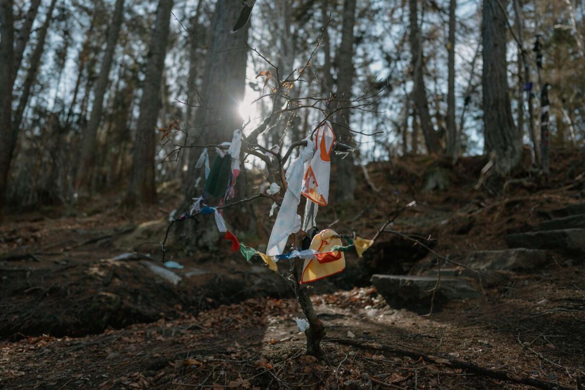 Coloured cloth strips tied to a bare tree in woodland