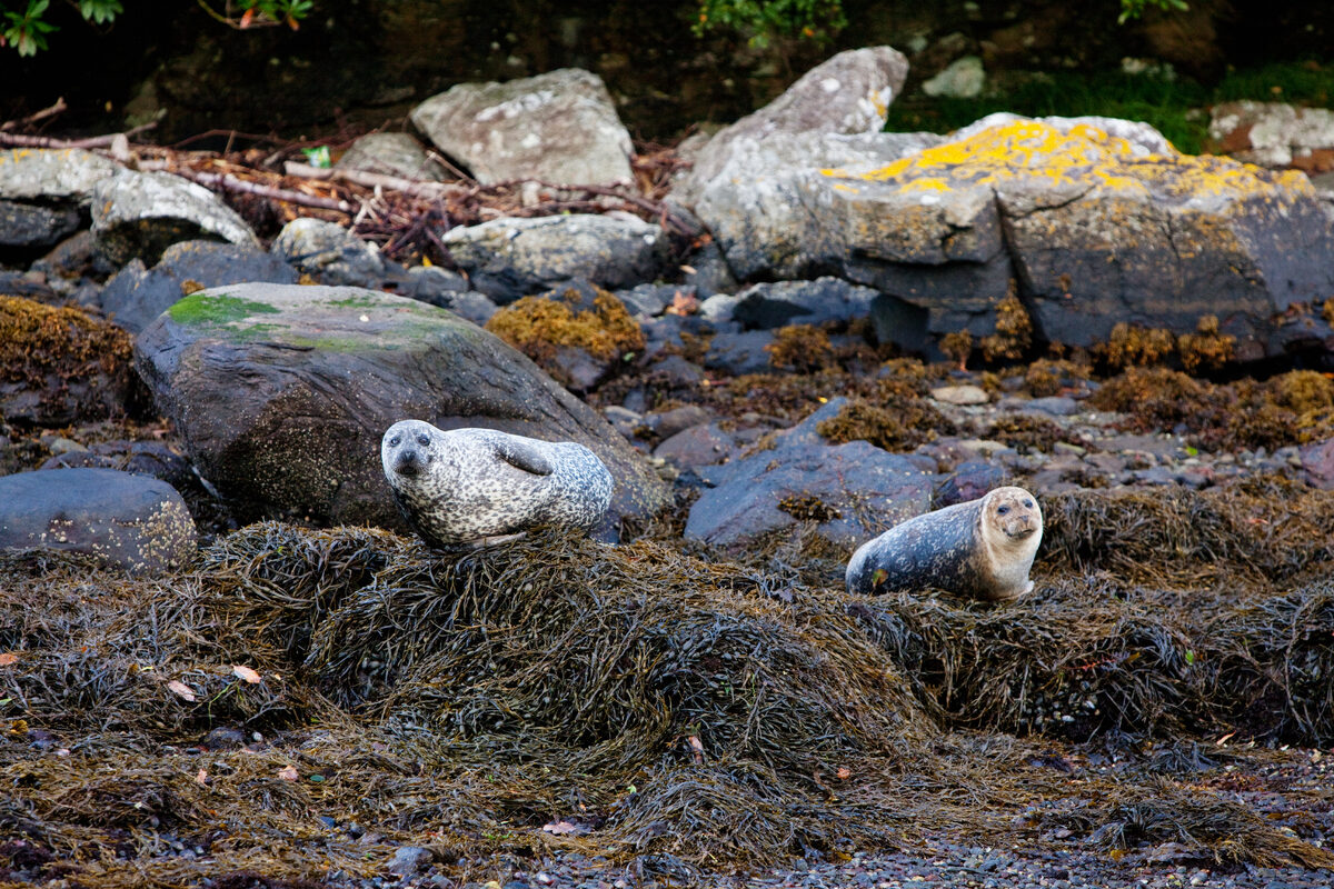 Two seals rest on rocks draped with seaweed at the water's edge.