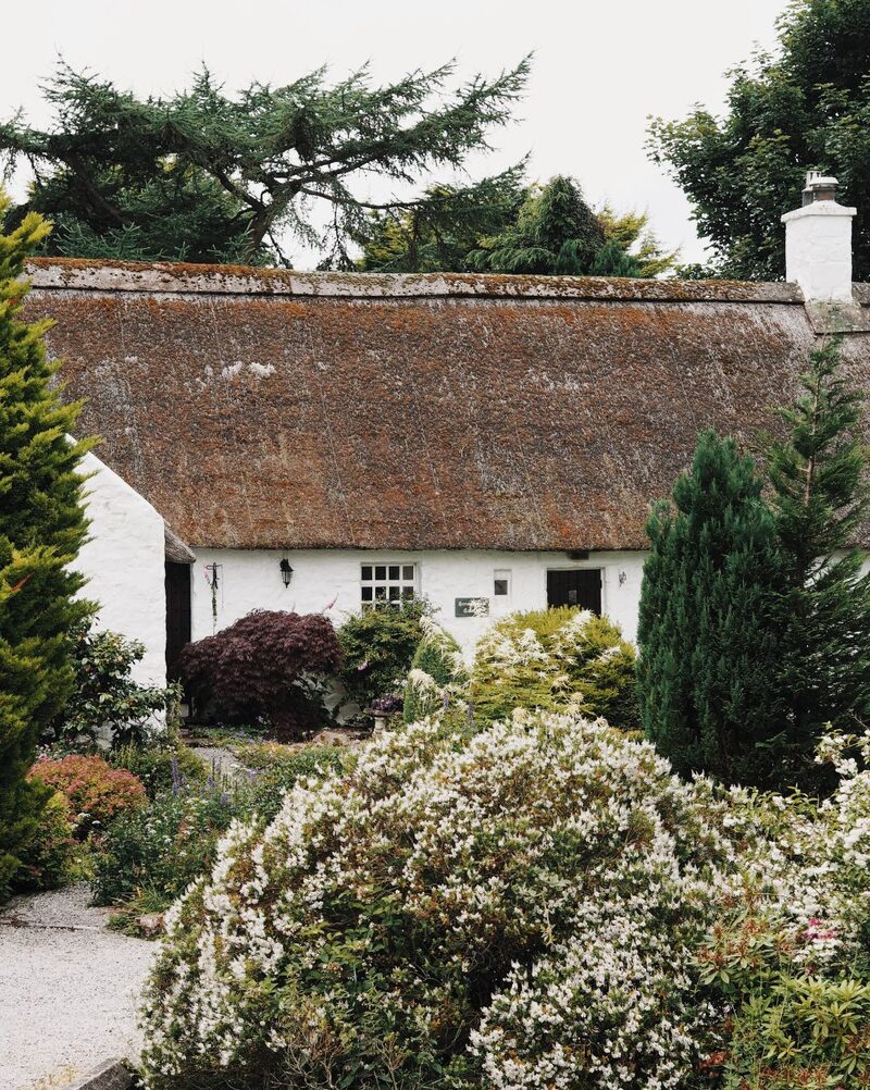 Whitewashed thatched cottage with chimney, surrounded by flowering shrubs and conifers