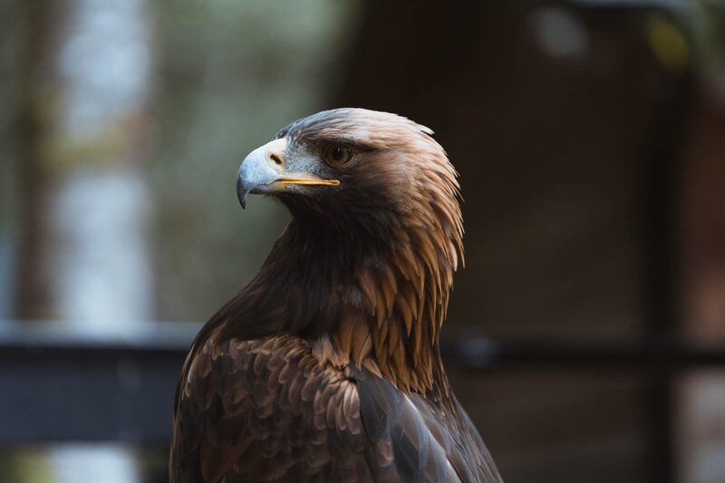 A golden eagle on its perch, looking out over its shoulder.