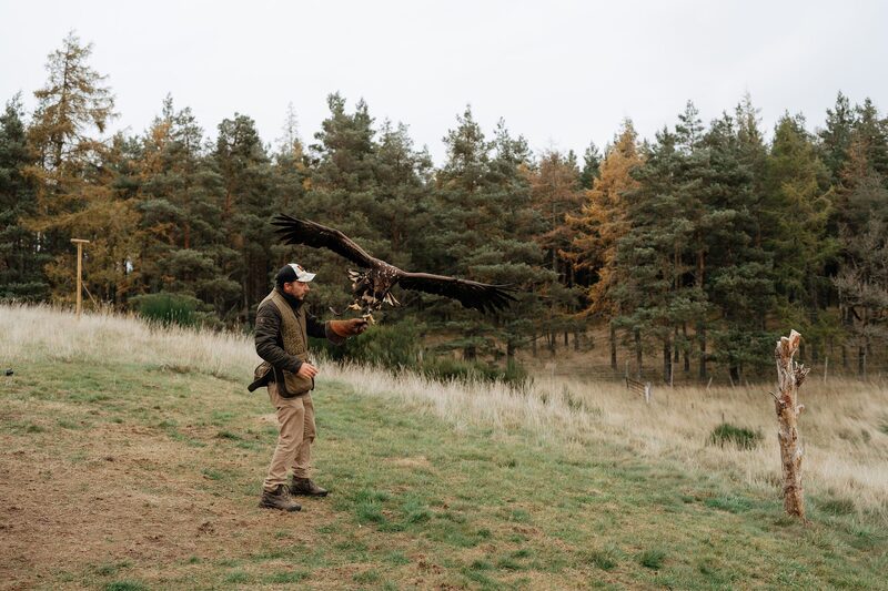 Falconer in a field flying a bird of prey towards his gloved hand